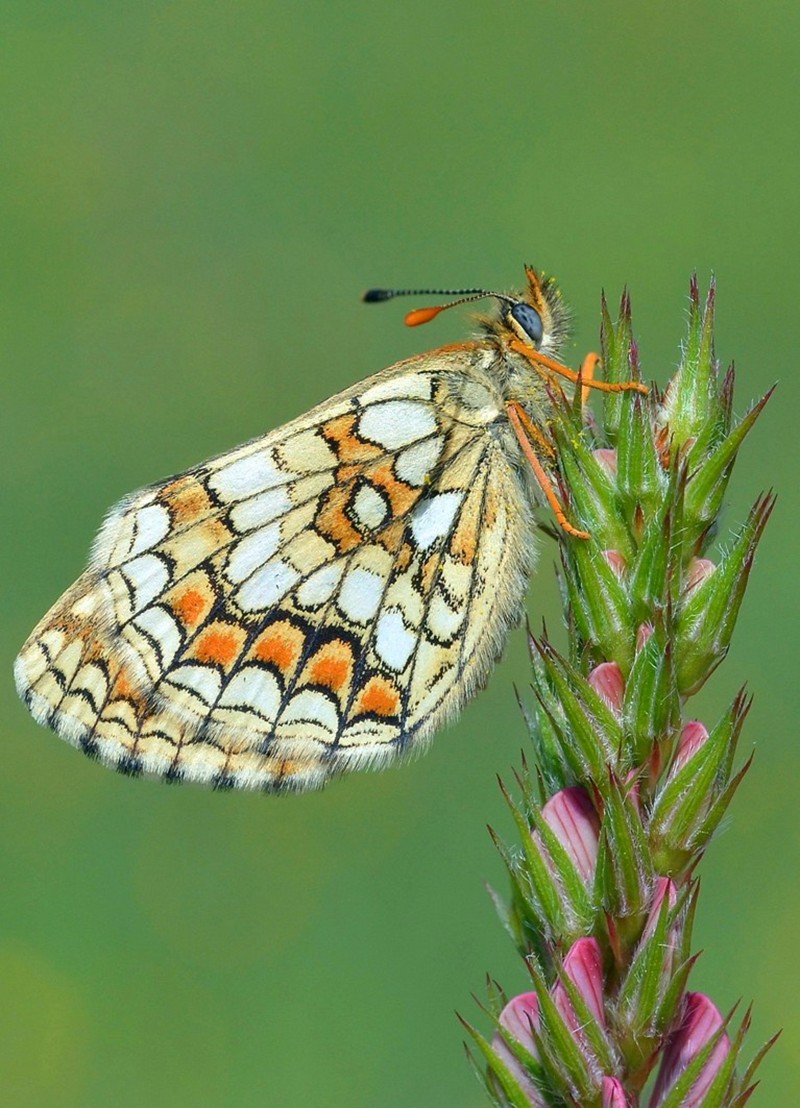 Melitaea da identificare